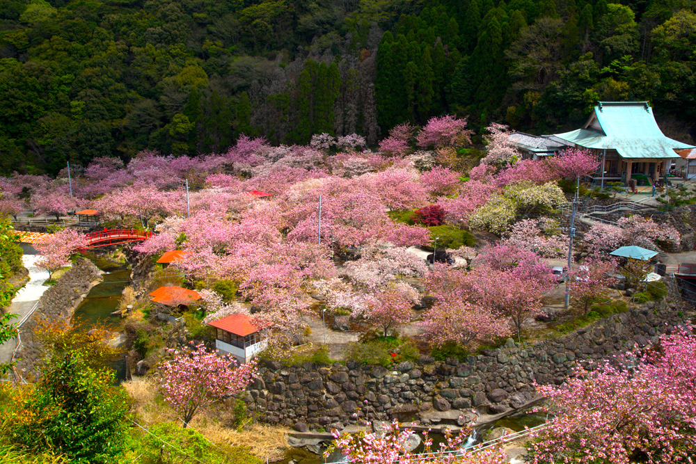 桜満開の一心寺の様子