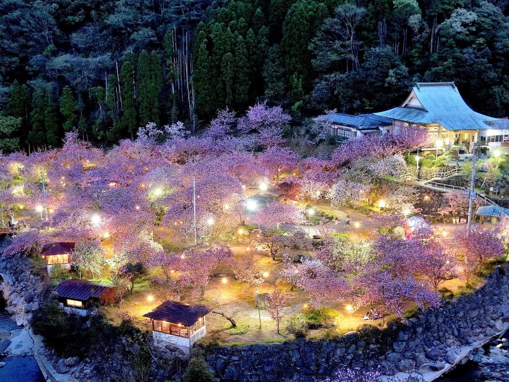 一心寺夜桜ライトアップの様子